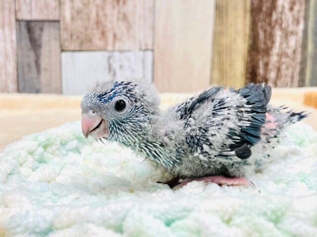 サザナミインコ