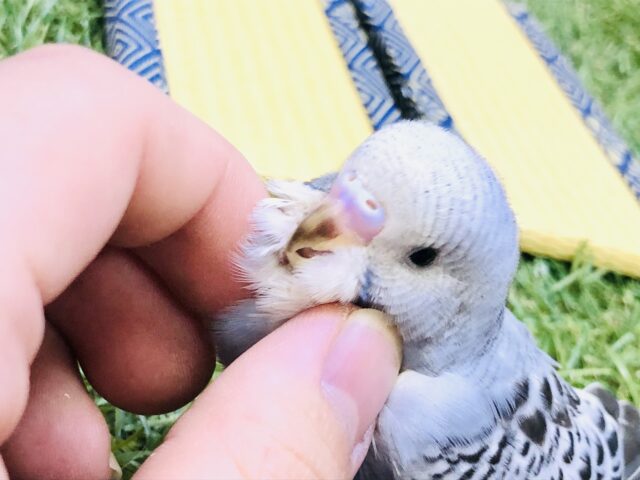 セキセイインコ