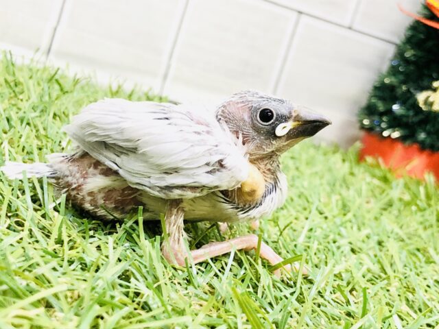 シルバー文鳥