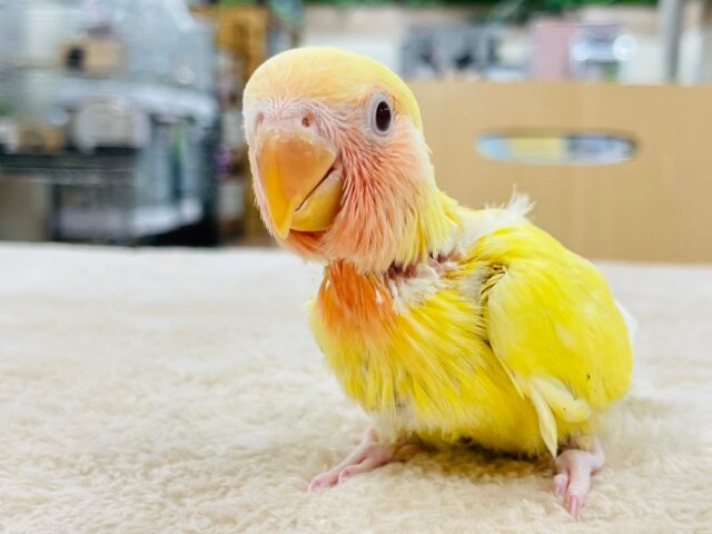 コザクラインコ（小桜インコ）