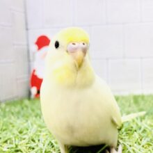 【最新画像更新☆☆】縁取り華やかに・・・・　セキセイインコ