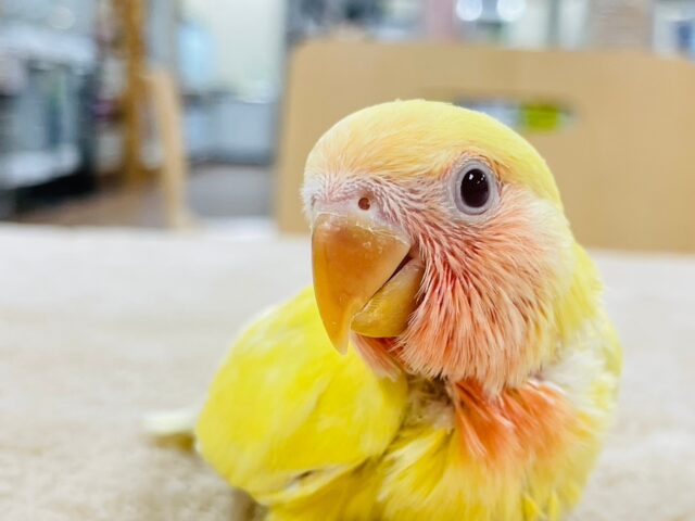 コザクラインコ（小桜インコ）