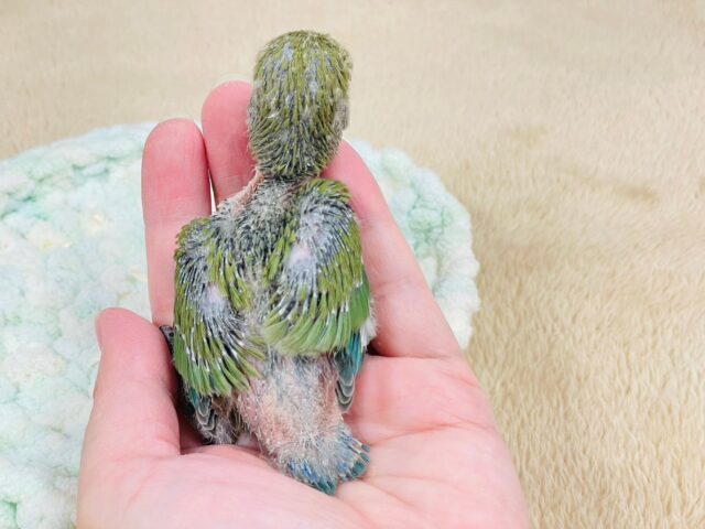 コザクラインコ（小桜インコ）