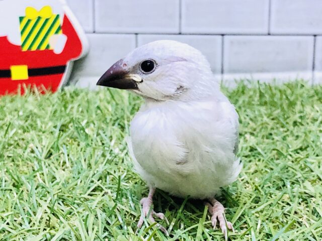 シルバー文鳥