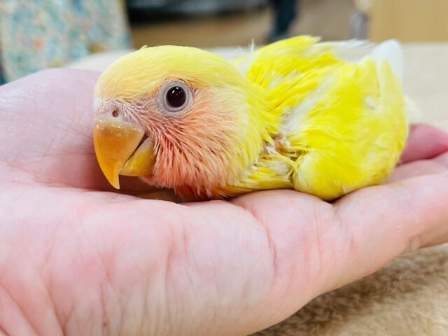 コザクラインコ（小桜インコ）