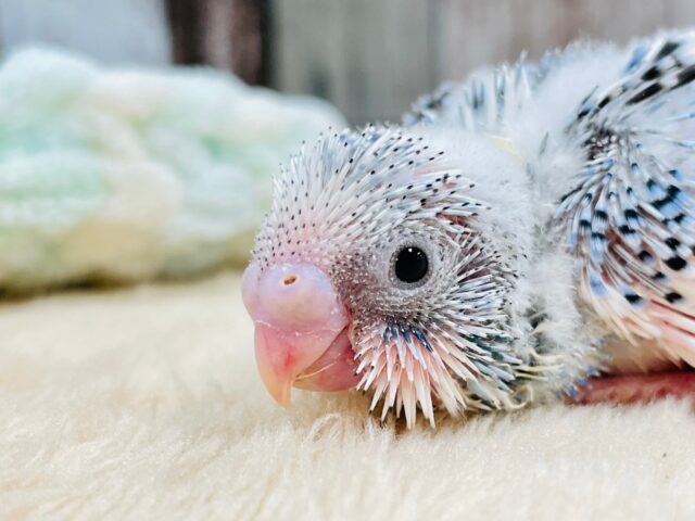 たくさん食べて眠って成長中❤︎セキセイインコ（パイド）ヒナ