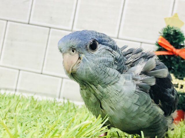 サザナミインコ