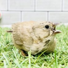 て～て～鳴き声激カワ(*”▽”)　キンカチョウ
