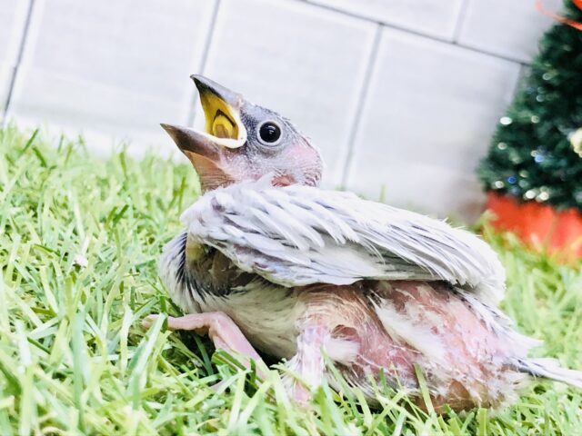 シルバー文鳥