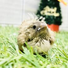 シャキッとご飯は姿勢良くまちます！！　キンカチョウ