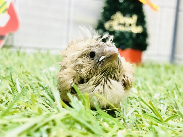 シャキッとご飯は姿勢良くまちます！！　キンカチョウ