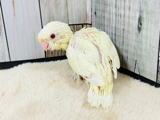 サザナミインコ