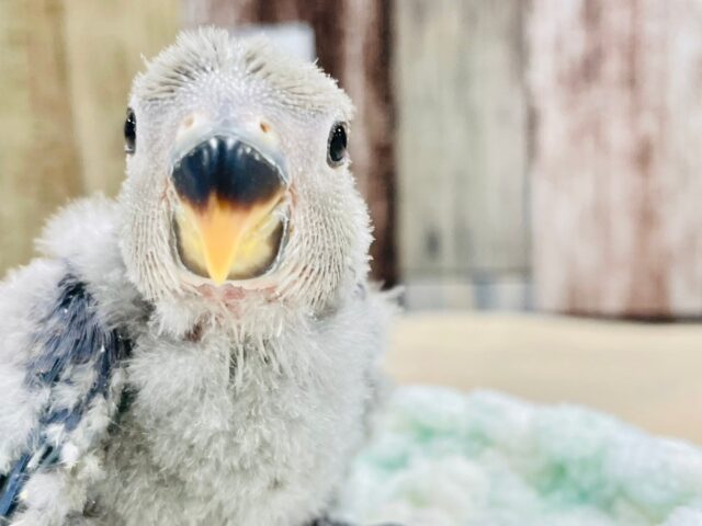 コザクラインコ（小桜インコ）