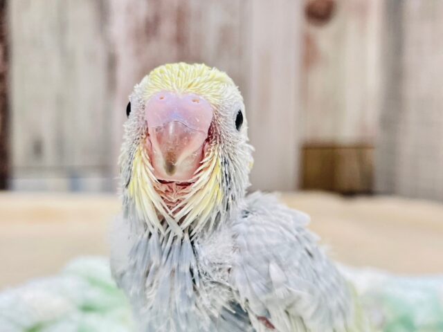 セキセイインコ