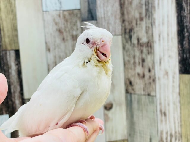 オカメインコ