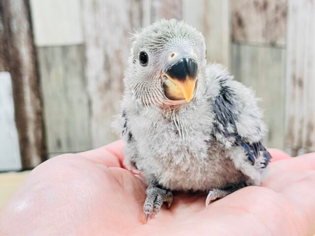 わたっ子可愛過ぎ💕コザクラインコ（バイオレット）ヒナ