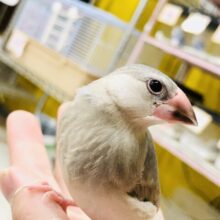 【最新画像更新☆☆】季節を先先どり！？　桜文鳥