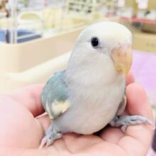 【最新画像更新☆☆】ワタワタからどんな美カラーに？？　コザクラインコ