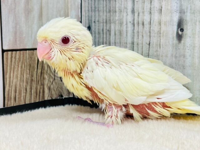 サザナミインコ