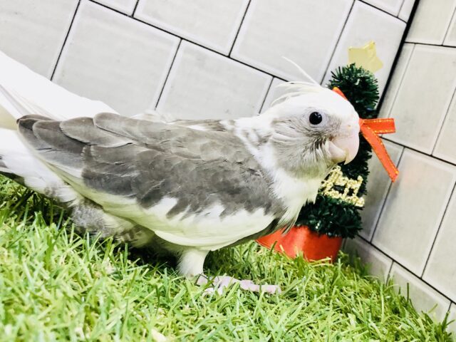 オカメインコ