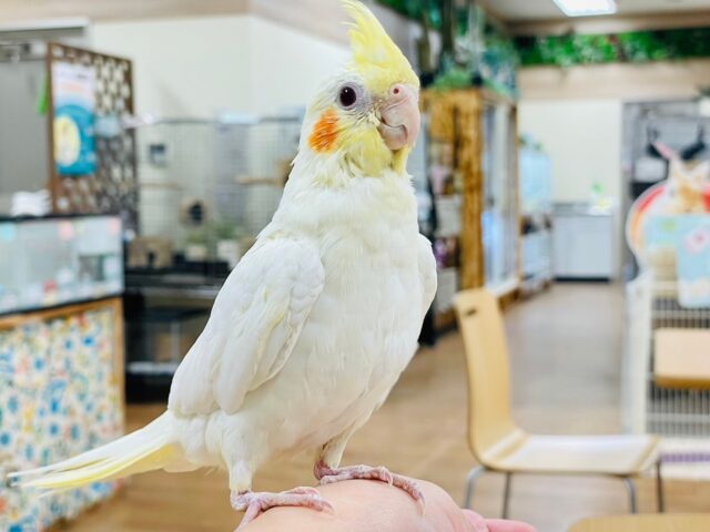 オカメインコ