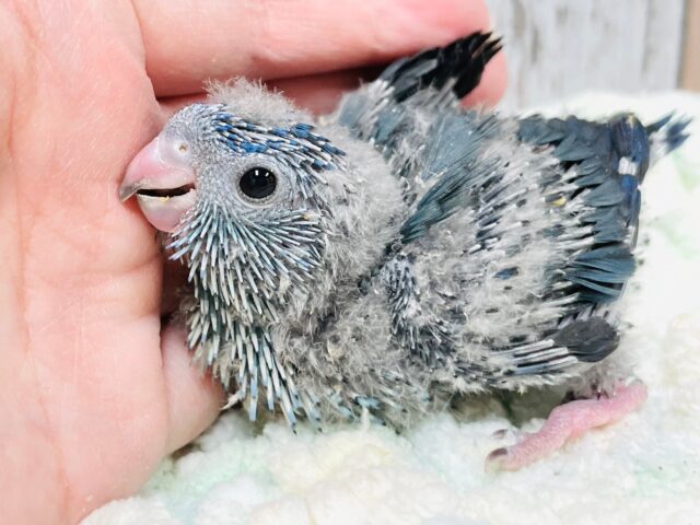 濃いブルーが素敵💙*゜サザナミインコ（ブルー）ヒナ