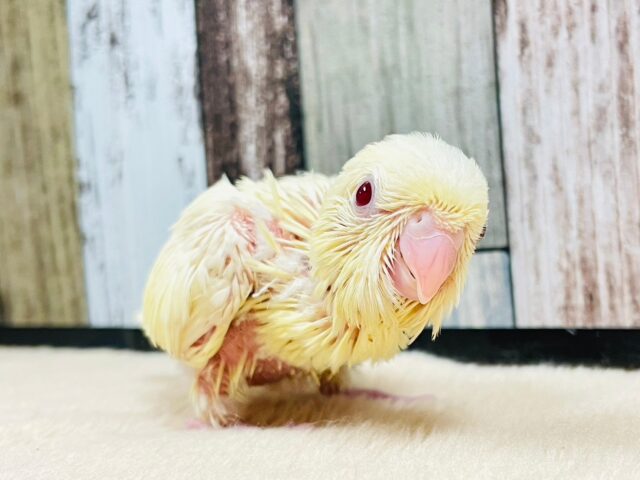 サザナミインコ