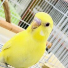 【最新画像更新☆☆】カラッと冬晴れ🌅　セキセイインコ