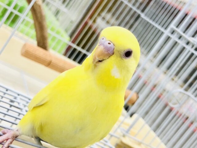 【最新画像更新☆☆】カラッと冬晴れ🌅　セキセイインコ