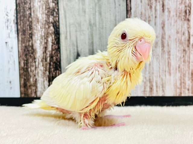 サザナミインコ