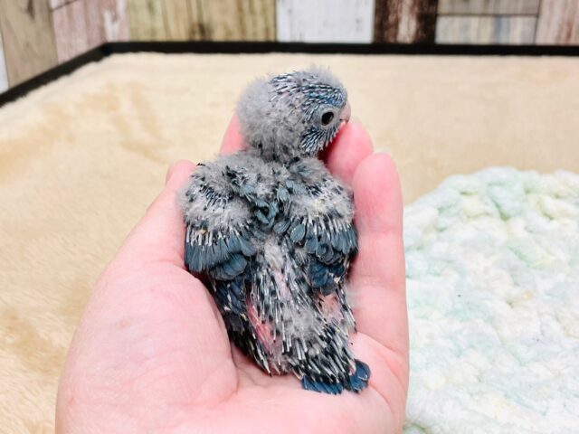 サザナミインコ