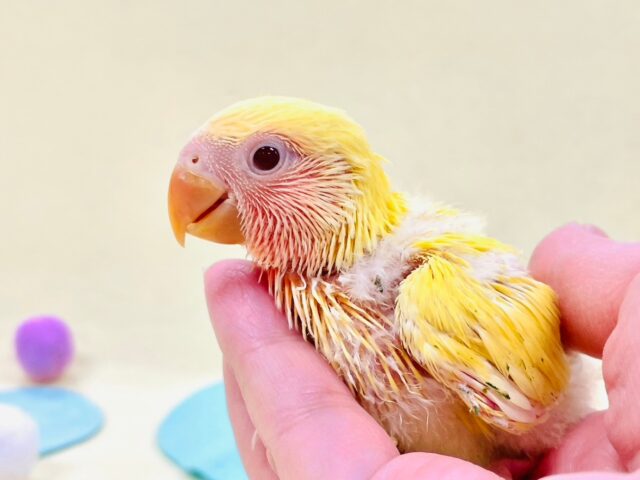 コザクラインコ（小桜インコ）