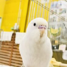 【最新画像更新☆☆】黒目のホワイトカラー⛄　セキセイインコ