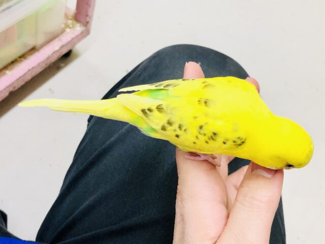 セキセイインコ