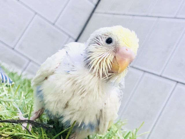 どんな美colorになるかお楽しみ♪♪　セキセイインコ