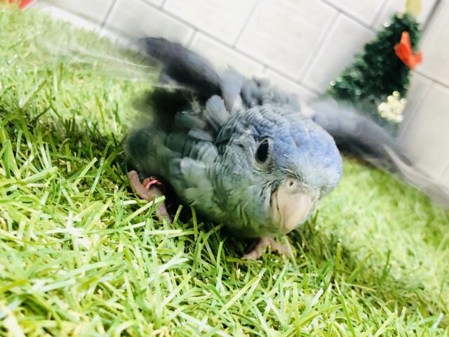 サザナミインコ