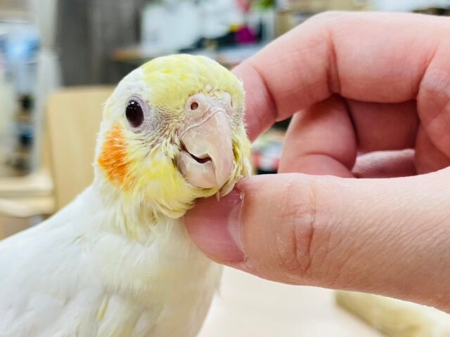 オカメインコ