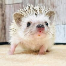 色々な表情に癒される🩵ハリネズミ(パイド)の女の子