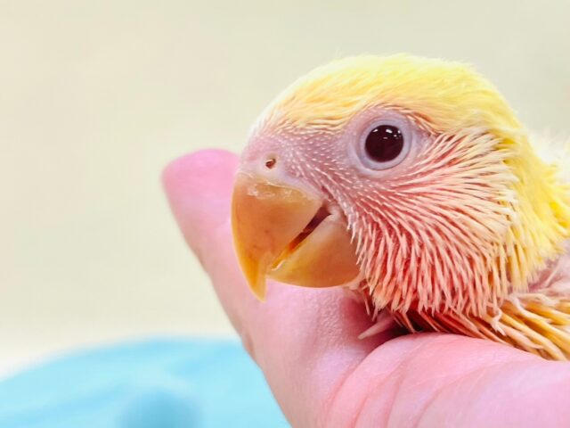 コザクラインコ（小桜インコ）