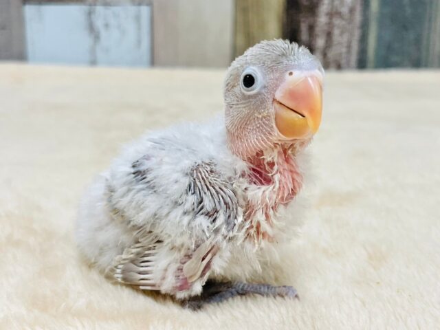 シロボタンインコ