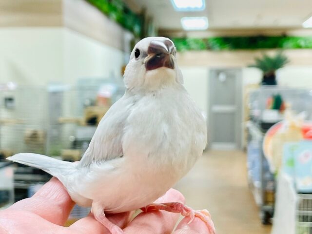 シルバー文鳥