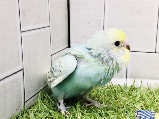 みんなメロメロ♪明るい虹をえがいて？？　セキセイインコ