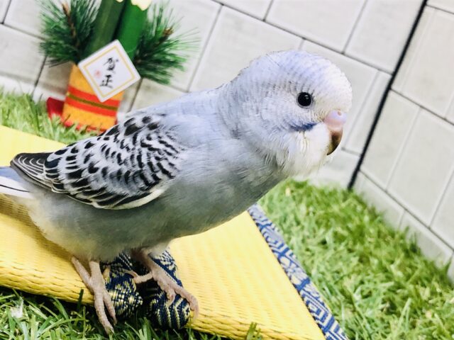 セキセイインコ