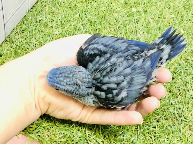 サザナミインコ