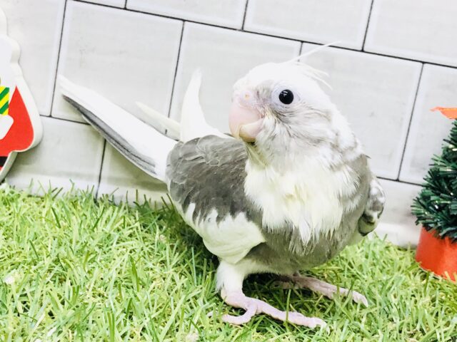 ［最新画像更新☆］鳴き方はモ～モ～🐄？？　オカメインコ