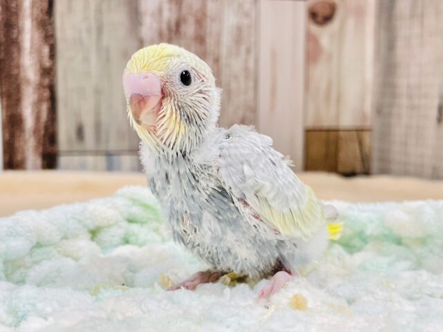 セキセイインコ