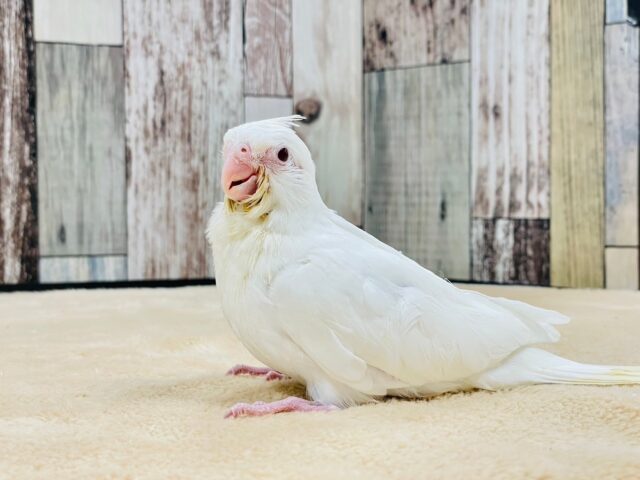 オカメインコ