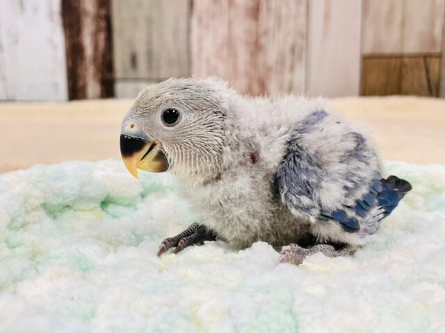 コザクラインコ（小桜インコ）