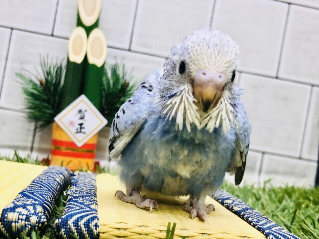 セキセイインコ