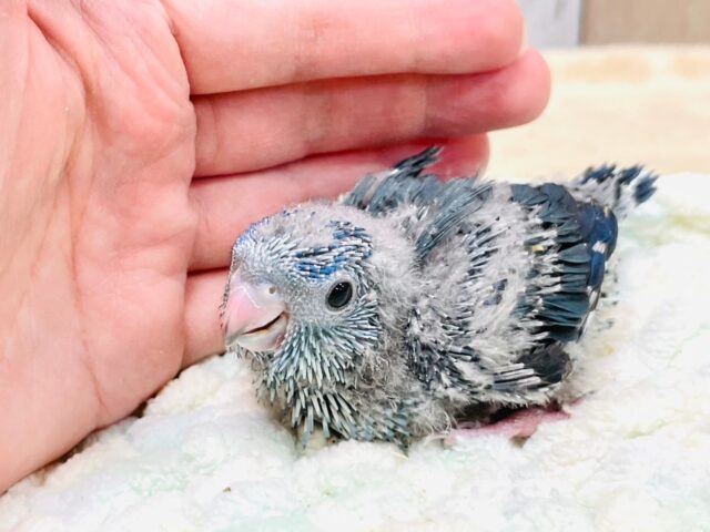 サザナミインコ